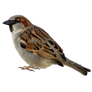 Sparrow PNG-20130